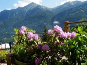 Panorama mit Blumen